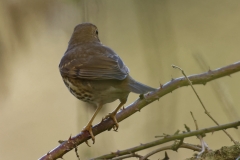 Song Thrush Back View on Branch