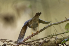 Song Thrush Back View in Flight