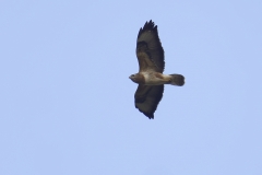 Buzzard Side View in Flight