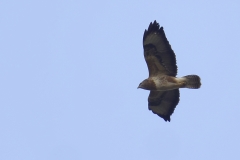 Buzzard Side View in Flight