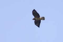 Buzzard Side View in Flight