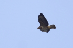 Buzzard Side View in Flight