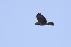 Buzzard Side View in Flight