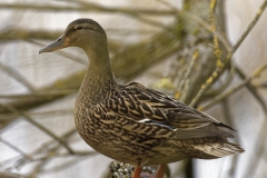 Female Mallard Duck Side View on Branch