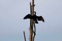 Cormorant on Branch Front View