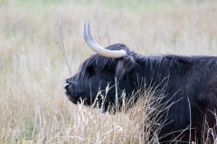 Black Highland Cattle Side Head View