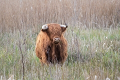 Brown Highland Cattle Front View