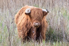 Brown Highland Cattle Front View