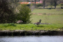 Canada Geese on Bank Side View