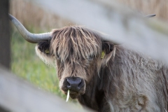 Highland Cattle Head View