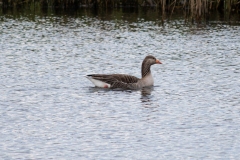 Greylag Goose in Water Side View