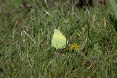 Brimstone Butterfly on Ground Side View