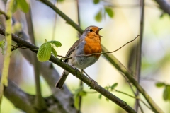 Robin Singing on Branch Side View