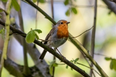 Robin on Branch Side View