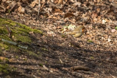 Robin on Ground Side View