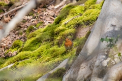 Robin on Ground Front View