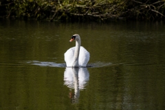 Mute Swan on Water Front View