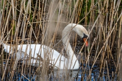 Mute Swan on Water Side View