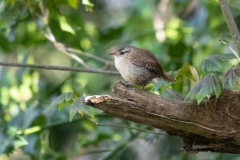 Wren on Branch Side View