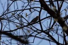 Chiffchaff on Branch Side View