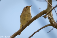 Chiffchaff Front View on Branch