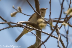 Chiffchaff Side View on Branch