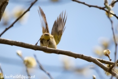 Chiffchaff Jumping off Branch