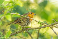 Young Robin Side View on Branch