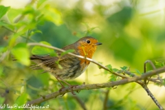Young Robin Side View on Branch