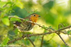 Young Robin Side View on Branch