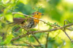 Young Robin Side View on Branch