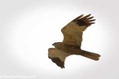 Male Marsh Harrier Side View in Flight