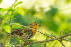 Young Robin Side View on Branch