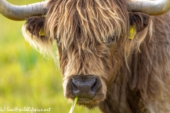 Highland Cattle Front of Head Chewing Grass