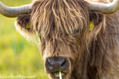 Highland Cattle Front of Head Chewing Grass