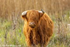 Highland Cattle Front View Chewing Grass