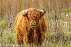 Highland Cattle Front View Chewing Grass