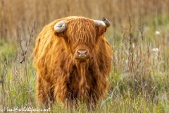 Highland Cattle Front View Chewing Grass