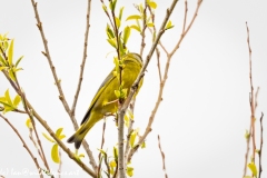 Greenfinch Side View on Branch