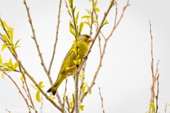 Greenfinch Side View on Branch