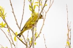 Greenfinch Side View on Branch