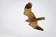 Male Marsh Harrier Side View in Flight