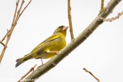 Greenfinch Side View on Branch