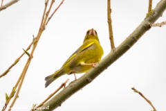 Greenfinch Side View on Branch