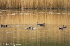 Gadwall Ducks on the Lake