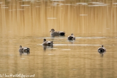 Gadwall Ducks on the Lake