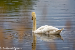 Mute Swan Side View on Lake