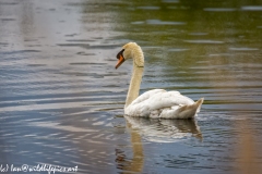 Mute Swan Side View on Lake