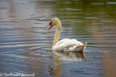 Mute Swan Side View on Lake