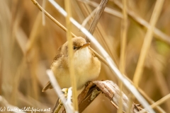 Reed Warbler on Reed Front View